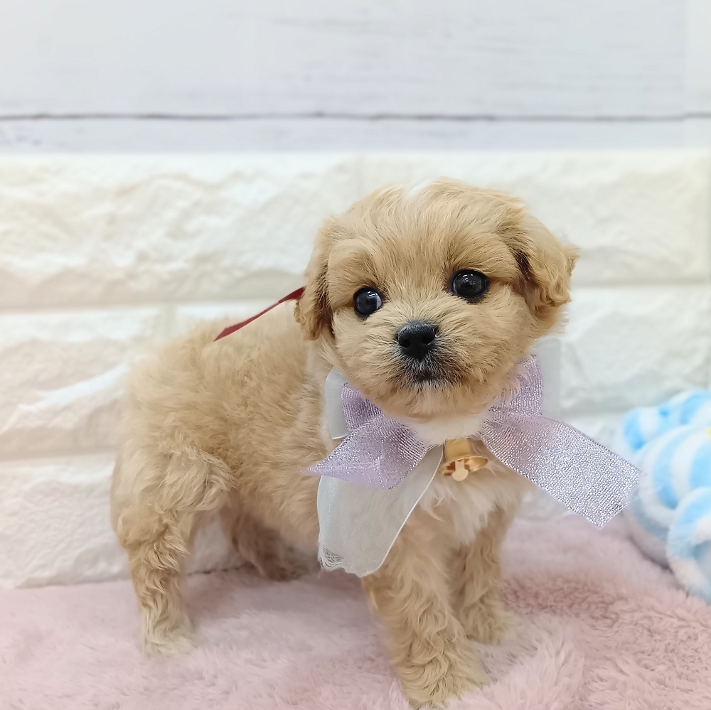 静岡県のペキプー(ペキニーズ×プードル) (犬の家＆猫の里アミーゴ浜松和田店/2026年4月21日生まれ/女の子/アプリコット)の子犬の4枚目の画像