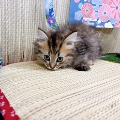 神奈川県のマンチカン (犬の家＆猫の里小田原店/2026年4月24日生まれ/女の子/ブラウンパッチドタビー)の子猫の4枚目の画像