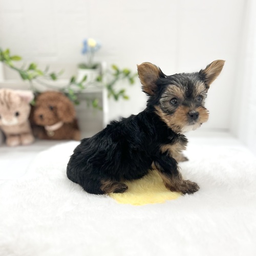 愛知県のヨークシャーテリア (犬の家＆猫の里豊川インター店/2026年4月20日生まれ/男の子/スチールブルータン)の子犬の4枚目の画像