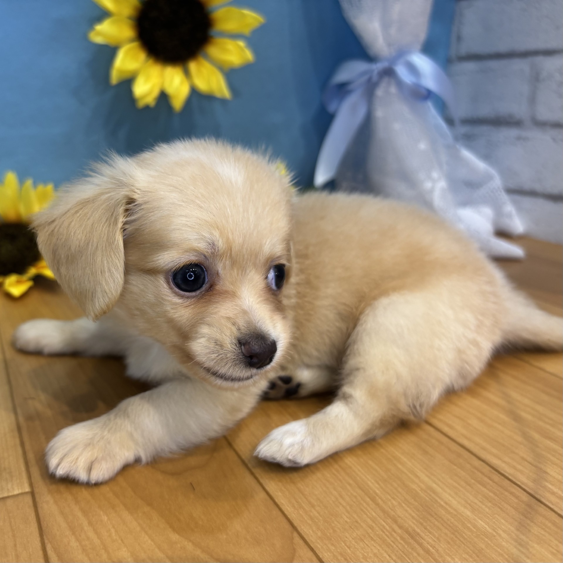 長野県のチワックス(チワワ×ダックス) (犬の家＆猫の里カインズ梓川店/2026年4月20日生まれ/女の子/クリーム)の子犬の4枚目の画像