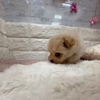 静岡県のポメプー(ポメラニアン×プードル) (犬の家＆猫の里プレ葉ウォーク浜北店/2026年4月20日生まれ/女の子/アプリコット)の子犬の4枚目の画像
