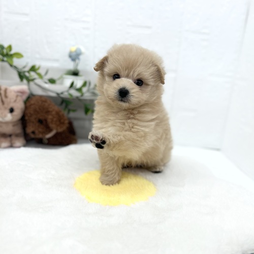 愛知県のポメプー(ポメラニアン×プードル) (犬の家＆猫の里豊川インター店/2026年4月21日生まれ/男の子/アプリコット)の子犬の4枚目の画像