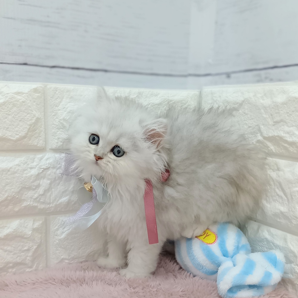 生体画像４