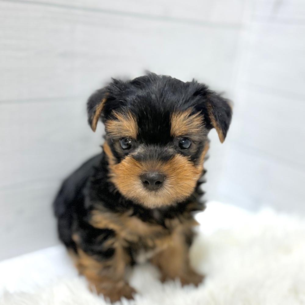 愛知県のヨークシャーテリア (犬の家＆猫の里豊田店/2026年4月19日生まれ/男の子/スチールブルータン)の子犬の4枚目の画像