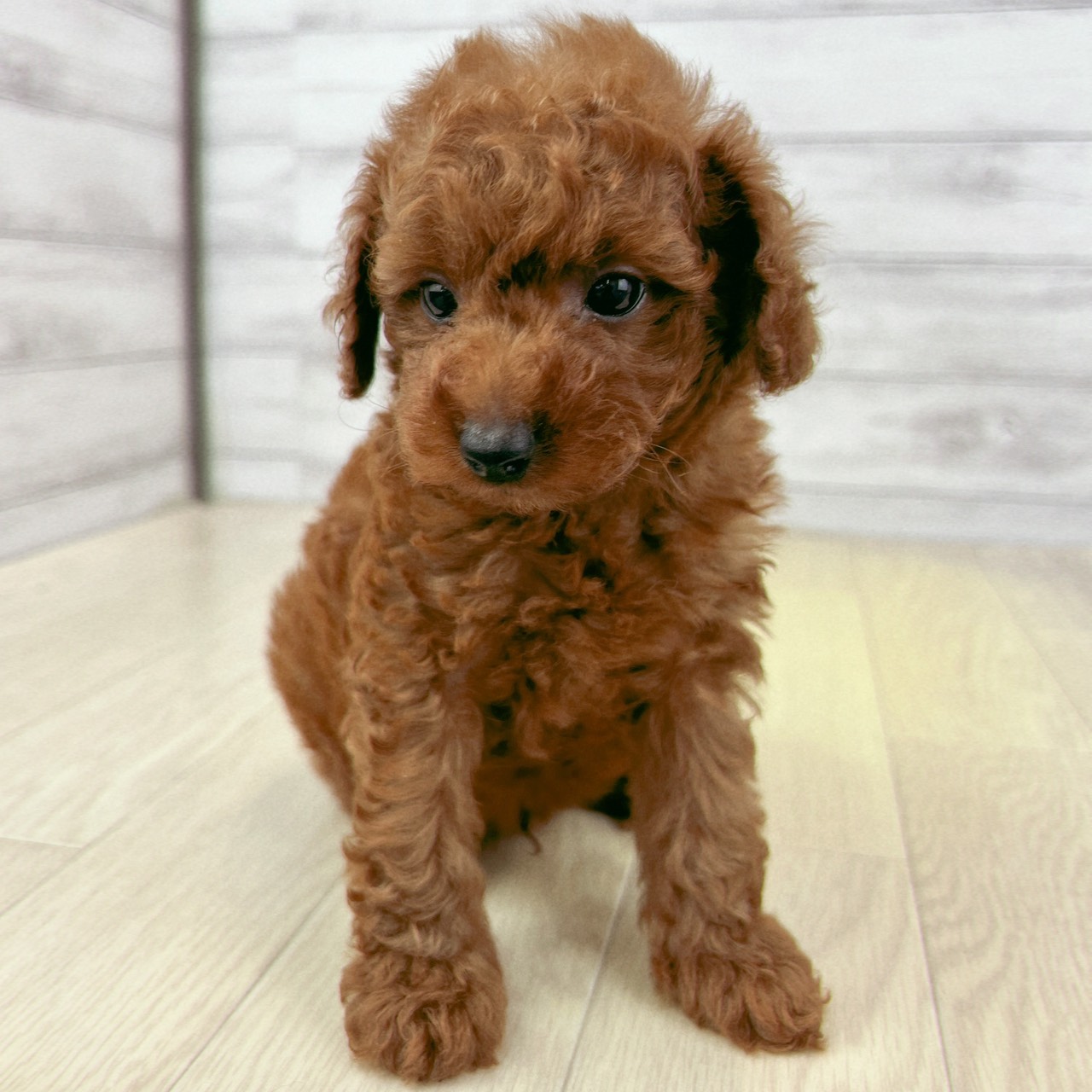 愛知県のトイプードル(トイ) (犬の家＆猫の里春日井本店/2026年4月18日生まれ/男の子/レッド)の子犬の4枚目の画像