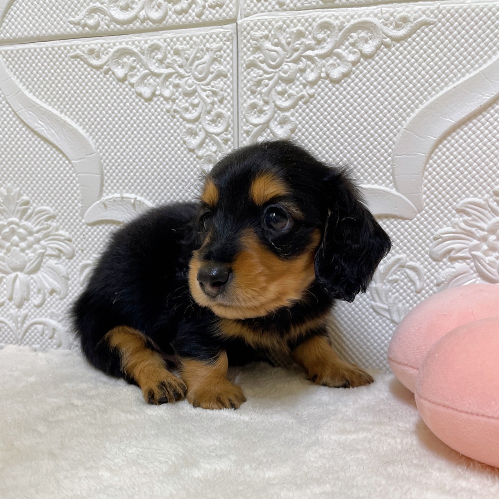 愛知県のミニチュアダックスフンド(ロング) (犬の家＆猫の里岡崎店/2026年4月19日生まれ/男の子/ブラックタン)の子犬の4枚目の画像