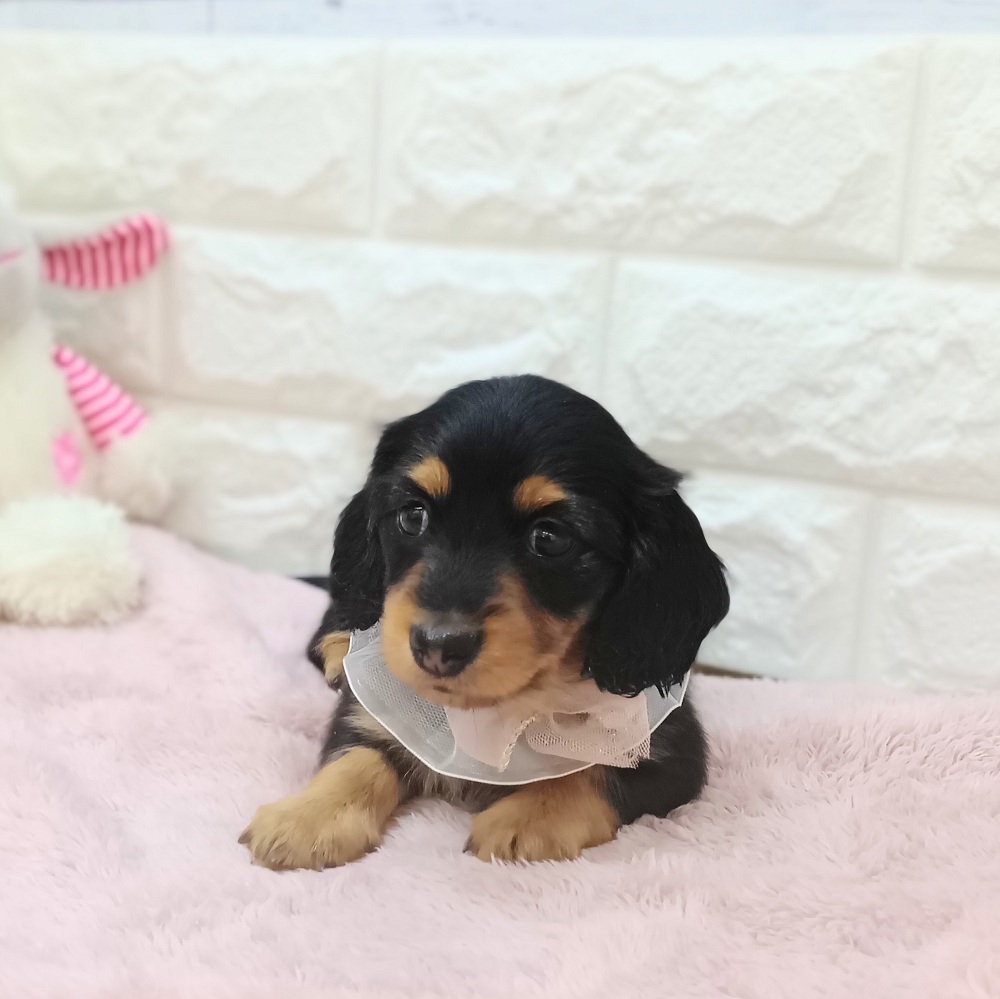 静岡県のミニチュアダックスフンド(ロング) (犬の家＆猫の里アミーゴ浜松和田店/2026年4月19日生まれ/女の子/ブラックタン)の子犬の4枚目の画像