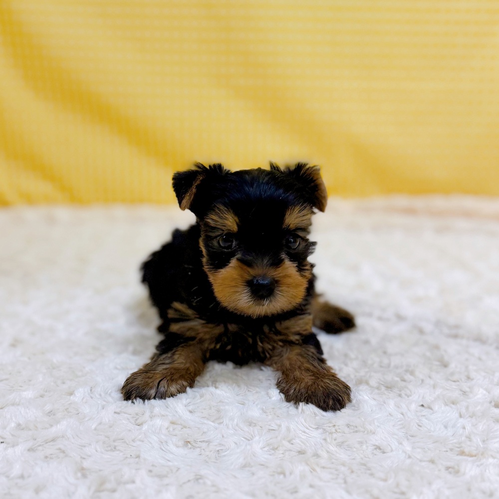 愛知県のヨークシャーテリア (犬の家＆猫の里一宮店/2026年4月17日生まれ/男の子/スチールブルータン)の子犬の4枚目の画像