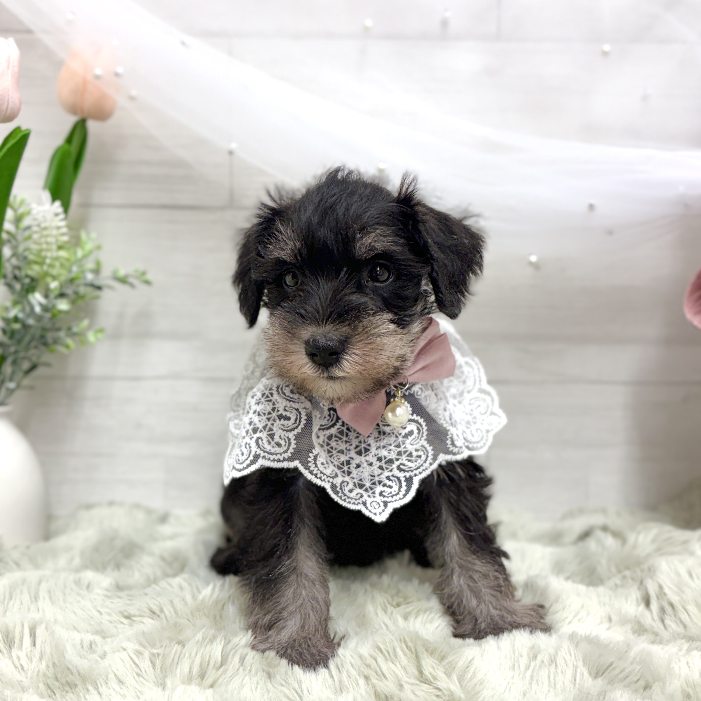 神奈川県のミニチュアシュナウザー (犬の家＆猫の里相模原店/2026年4月19日生まれ/女の子/ブラックシルバー)の子犬の4枚目の画像