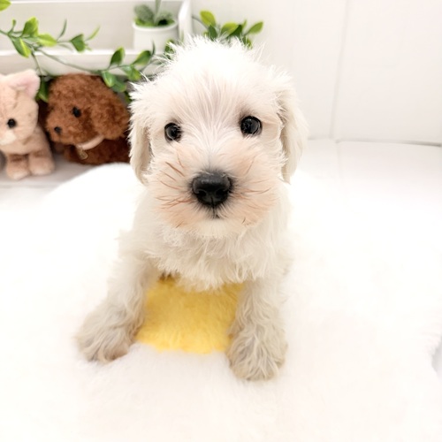 愛知県のミニチュアシュナウザー (犬の家＆猫の里豊川インター店/2026年4月19日生まれ/男の子/ホワイト)の子犬の4枚目の画像