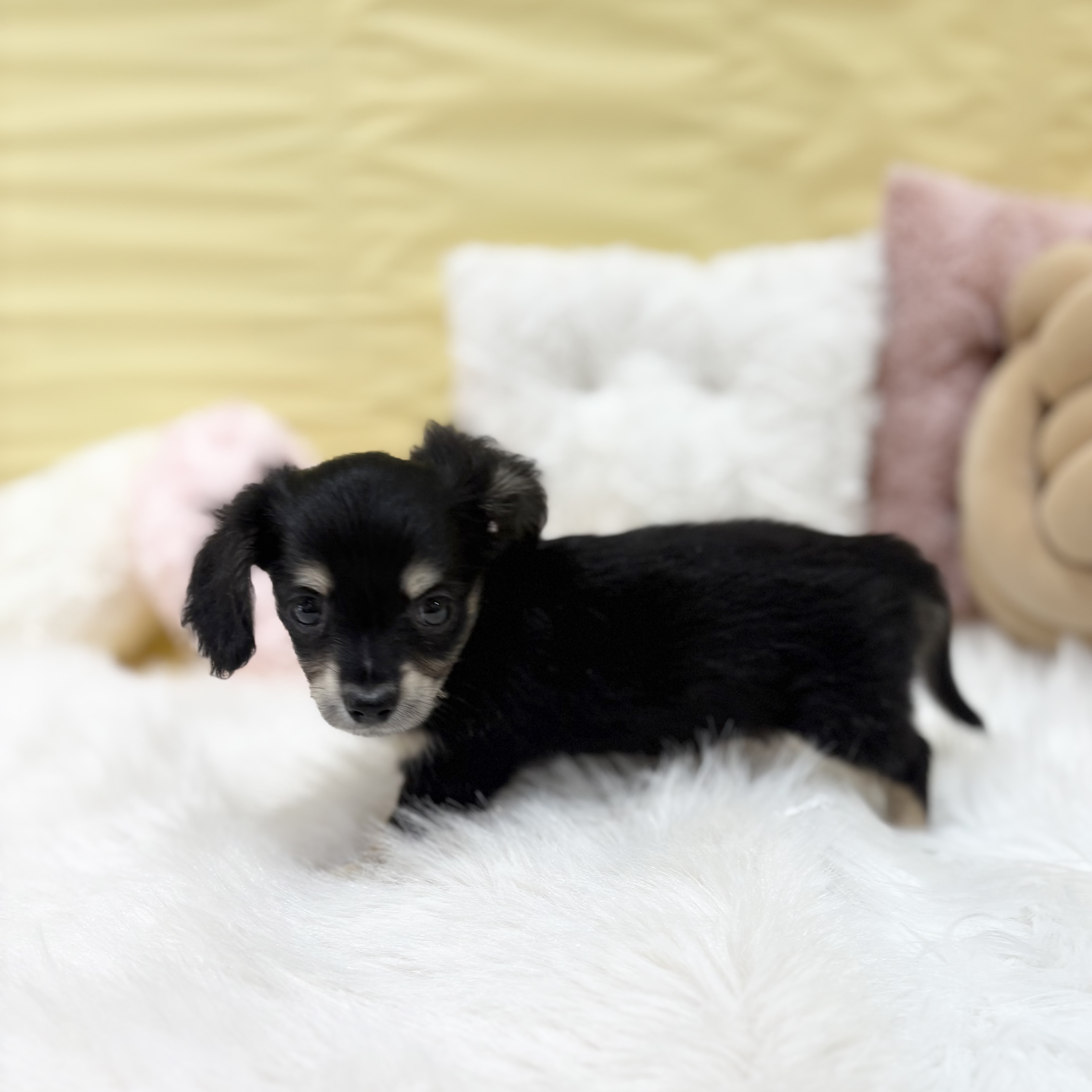 神奈川県のチワックス(チワワ×ダックス) (犬の家＆猫の里元住吉ブレーメン通り店/2026年4月21日生まれ/男の子/ブラッククリーム)の子犬の4枚目の画像