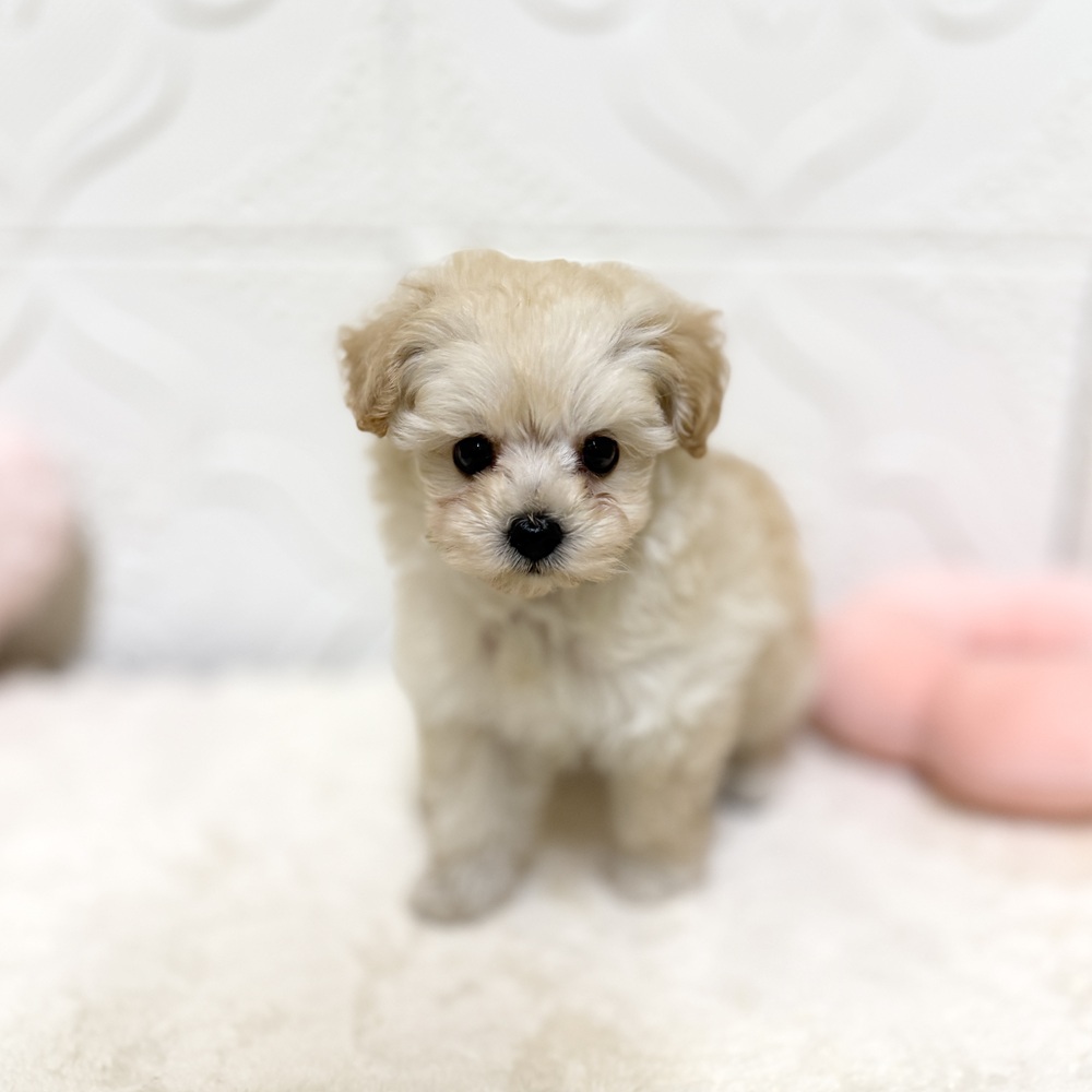愛知県のポメプー(ポメラニアン×プードル) (犬の家＆猫の里岡崎店/2026年4月20日生まれ/男の子/クリーム)の子犬の4枚目の画像