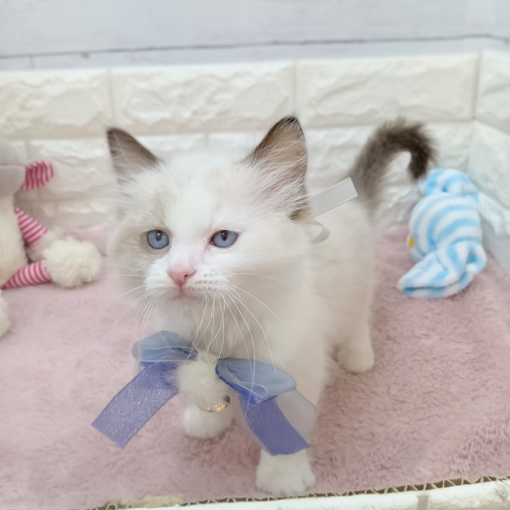 静岡県のラグドール (犬の家＆猫の里アミーゴ浜松和田店/2026年4月20日生まれ/男の子/シールポイントバイカラー)の子猫の4枚目の画像