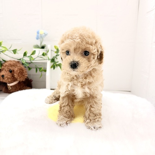 愛知県のマルプー(マルチーズ×プードル) (犬の家＆猫の里豊川インター店/2026年4月20日生まれ/男の子/アプリコット)の子犬の4枚目の画像