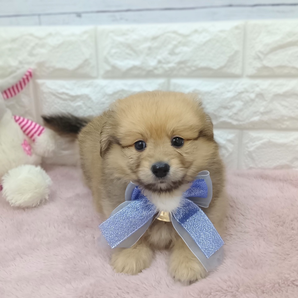静岡県のポメックス(ポメラニアン×ダックス) (犬の家＆猫の里アミーゴ浜松和田店/2026年4月19日生まれ/男の子/オレンジ)の子犬の4枚目の画像