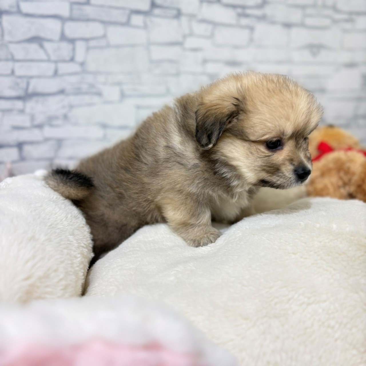 長野県のポメックス(ポメラニアン×ダックス) (犬の家＆猫の里長野店/2026年4月19日生まれ/男の子/オレンジ)の子犬の4枚目の画像