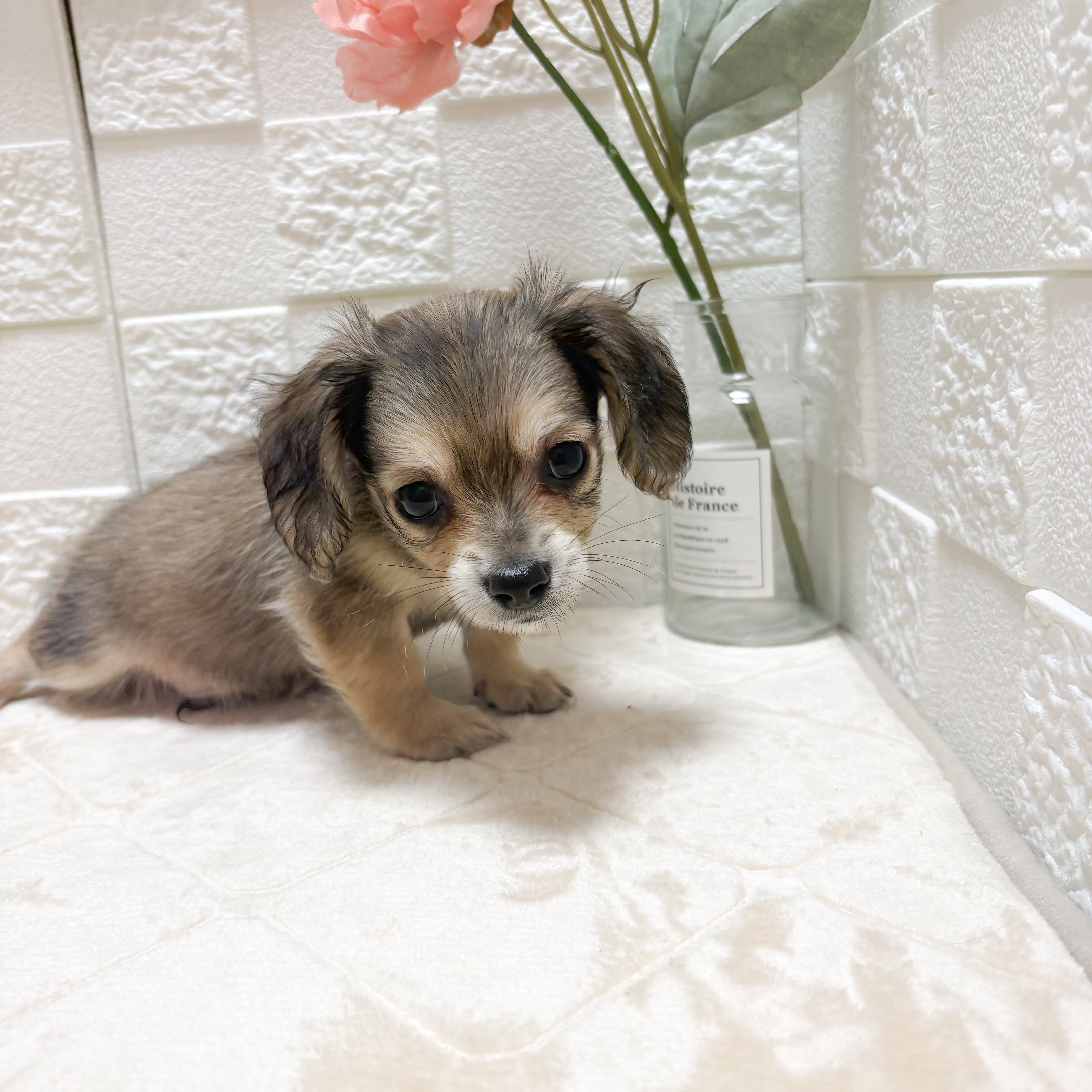 東京都のチワックス(チワワ×ダックス) (犬の家＆猫の里ペットフォレスト小平店/2026年4月21日生まれ/男の子/フォーン)の子犬の4枚目の画像
