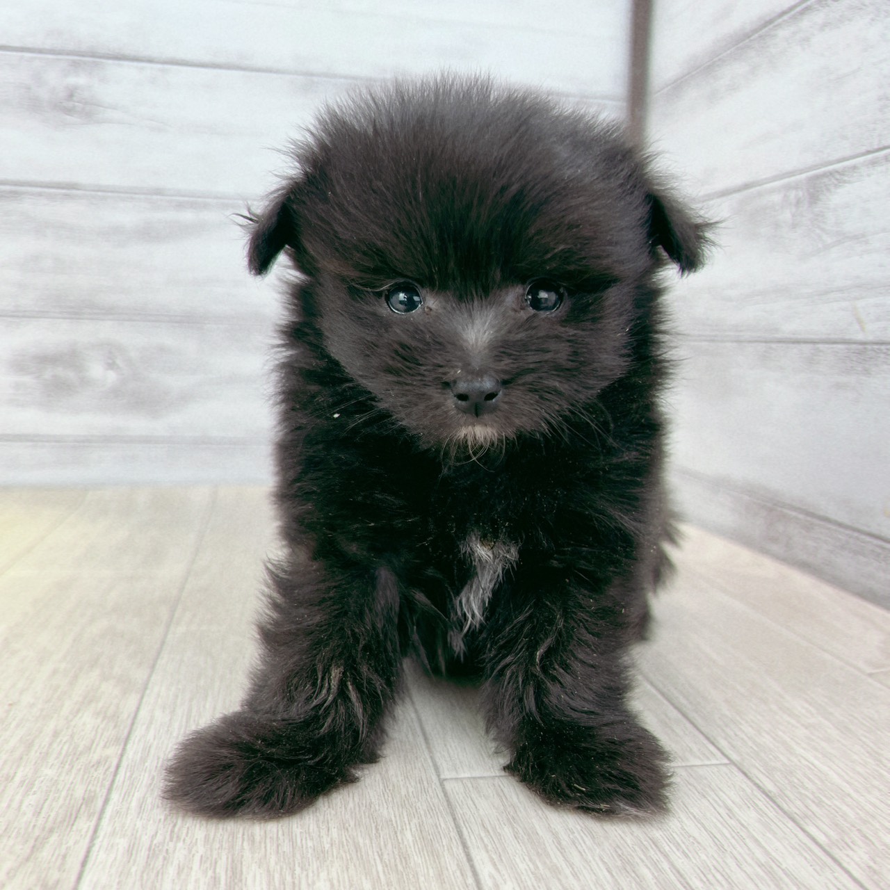 ハーフ犬男の子の写真
