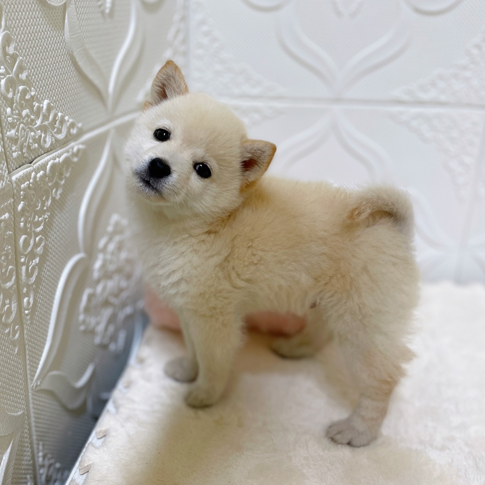 愛知県の豆柴 (犬の家＆猫の里岡崎店/2026年4月20日生まれ/男の子/白)の子犬の4枚目の画像