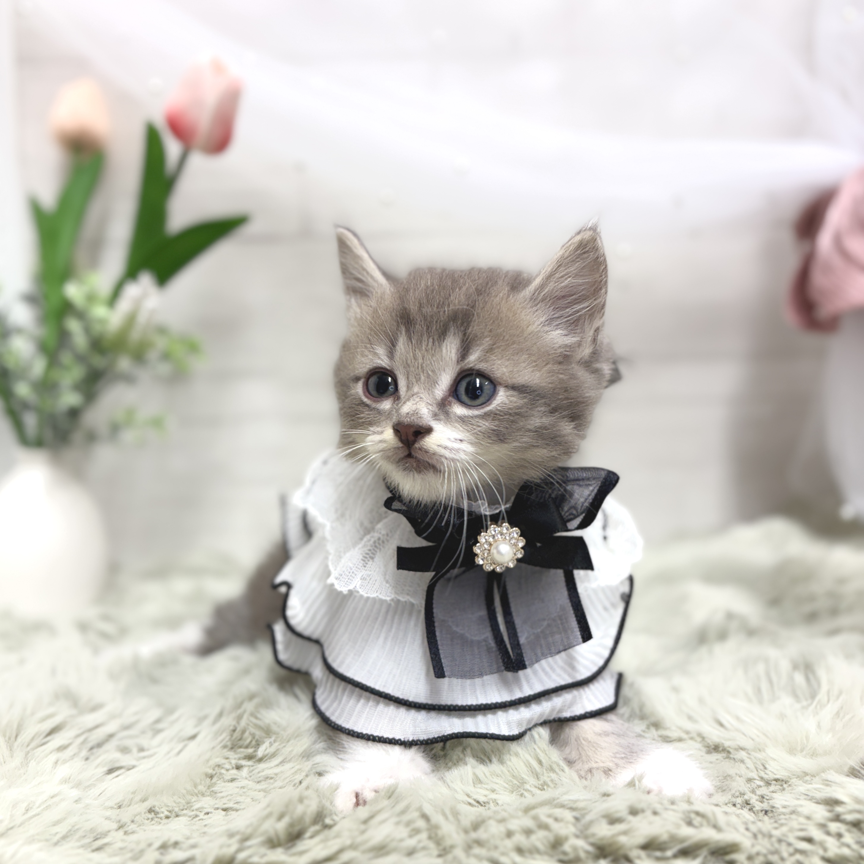 神奈川県のミヌエット (犬の家＆猫の里相模原店/2026年4月17日生まれ/男の子/ブルータビーホワイト)の子猫の4枚目の画像