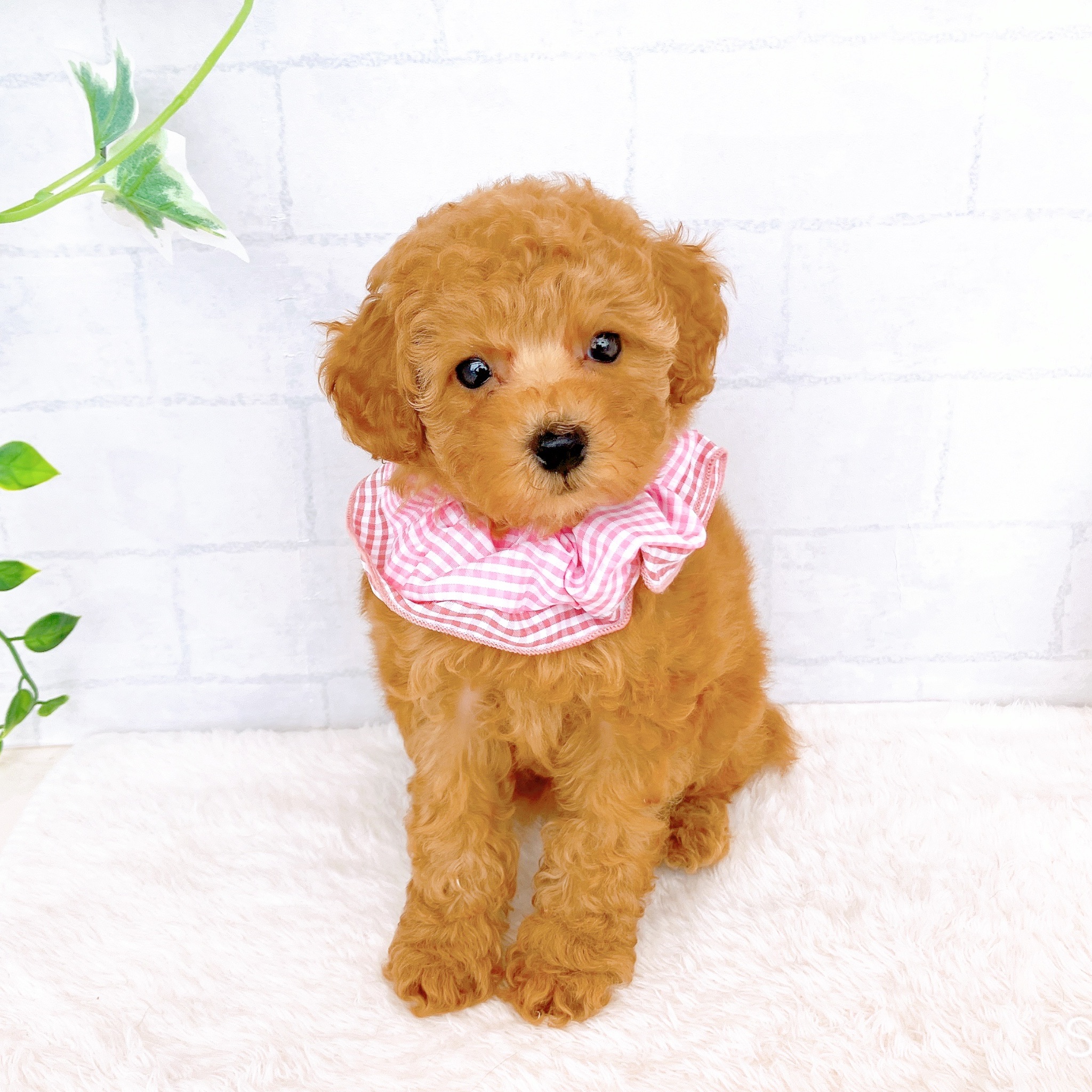 石川県のトイプードル(トイ) (犬の家＆猫の里金沢店/2026年4月19日生まれ/女の子/レッドフォーン)の子犬の1枚目の画像