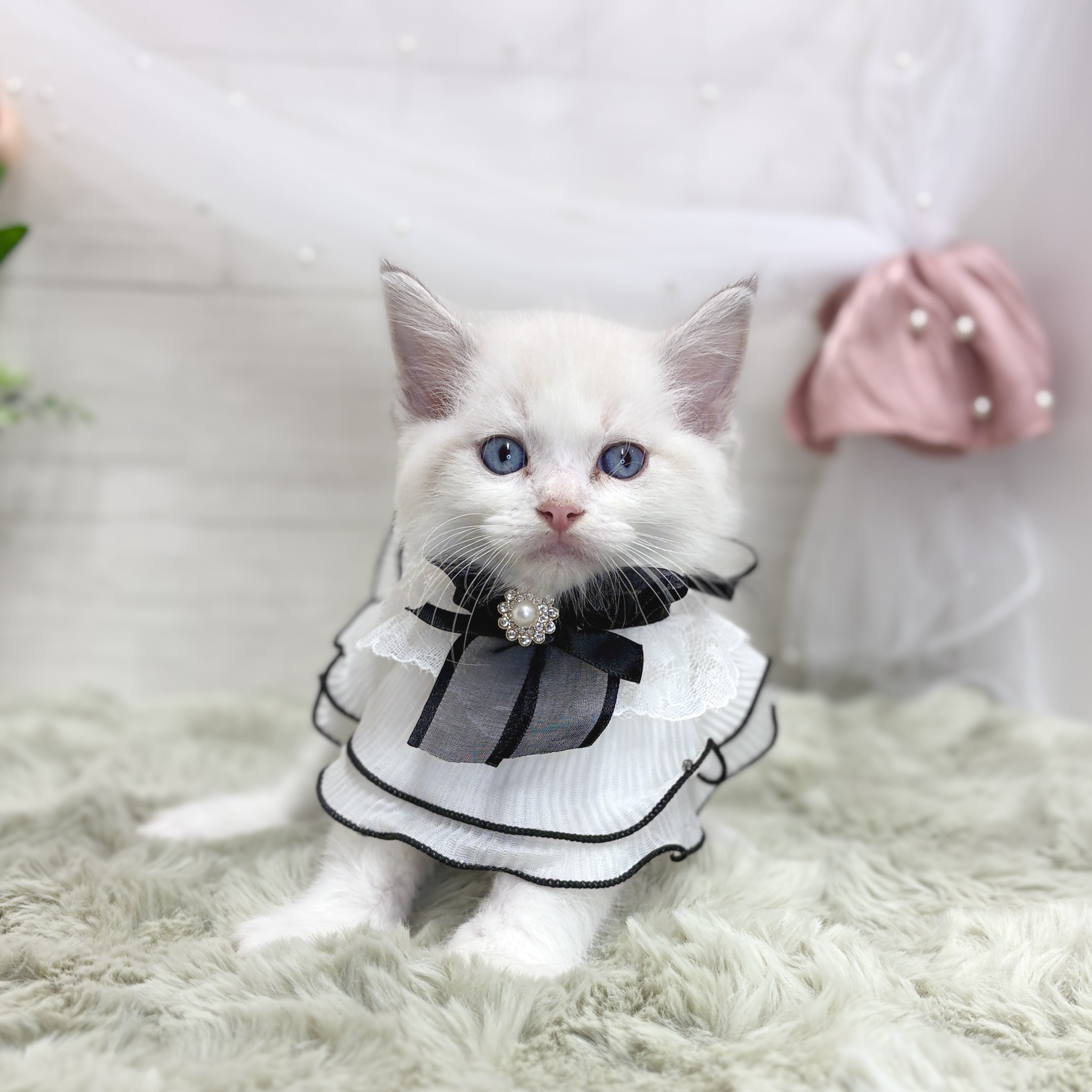 生体画像４