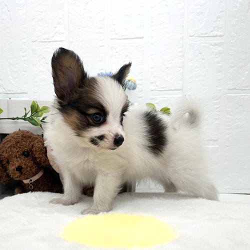 愛知県のパピヨン (犬の家＆猫の里豊川インター店/2026年4月19日生まれ/男の子/ホワイトブラウン)の子犬の4枚目の画像