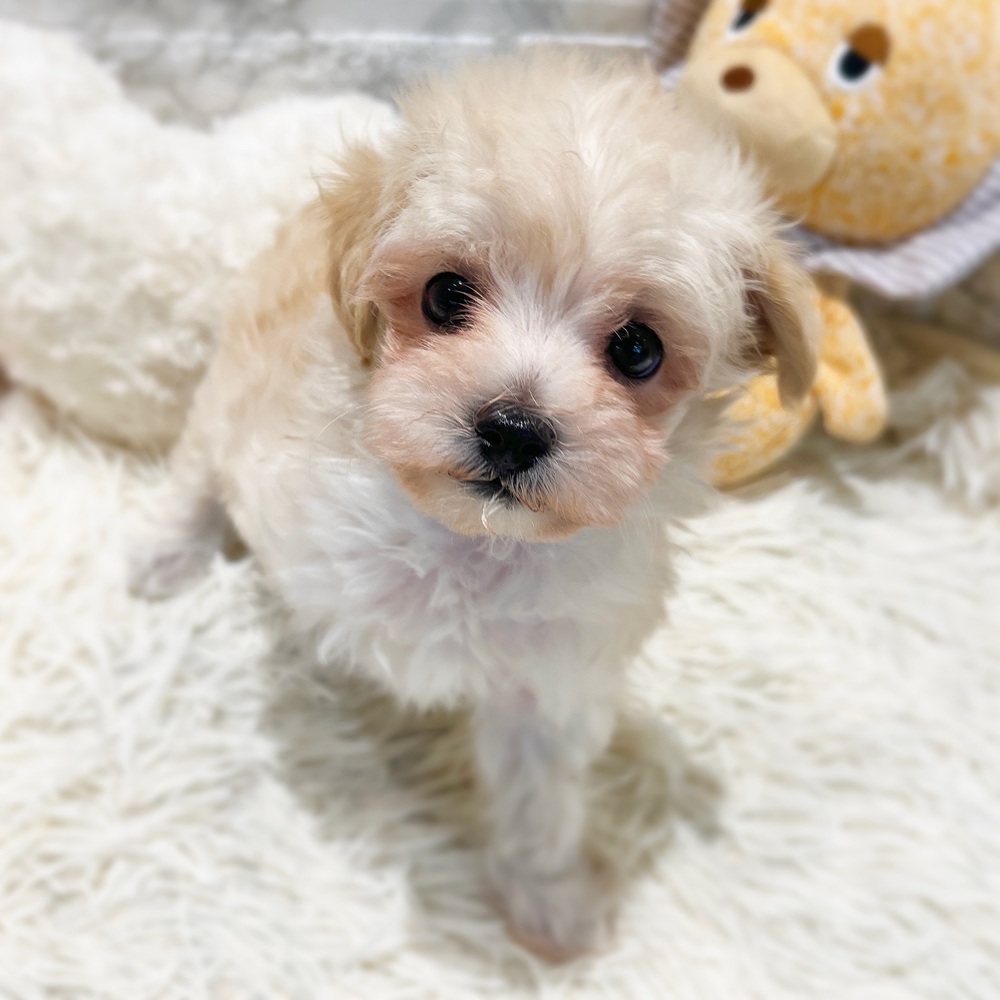 愛知県のマルプー(マルチーズ×プードル) (犬の家＆猫の里MiO香久山店/2026年4月21日生まれ/女の子/ホワイト)の子犬の4枚目の画像