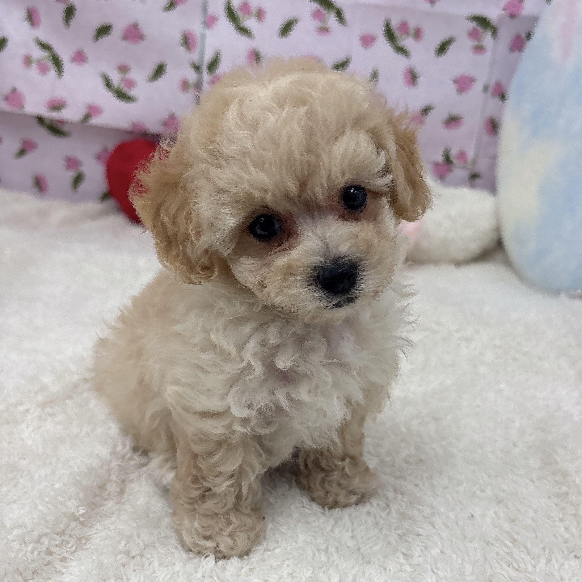愛知県のビションプー(ビションフリーゼ×プードル) (犬の家＆猫の里エアポートウォーク店/2026年4月20日生まれ/男の子/アプリコット)の子犬の4枚目の画像