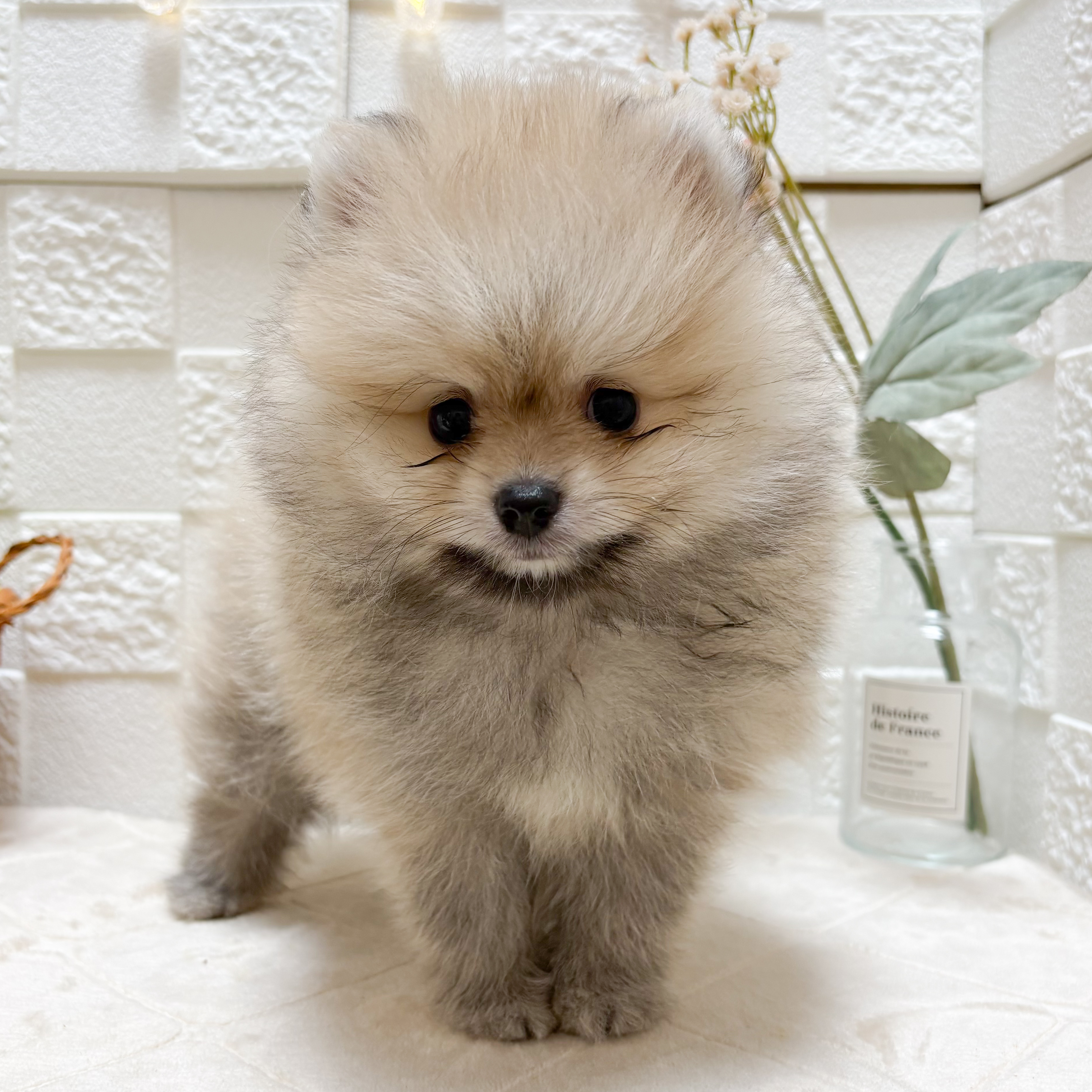 東京都のポメラニアン (犬の家＆猫の里ペットフォレスト小平店/2026年4月17日生まれ/男の子/オレンジセーブル)の子犬の4枚目の画像