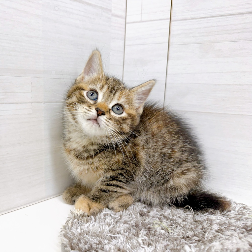 石川県のスコティッシュストレート (犬の家＆猫の里アミーゴ金沢おこばた店/2026年4月20日生まれ/女の子/ブラウンタビー)の子猫の4枚目の画像