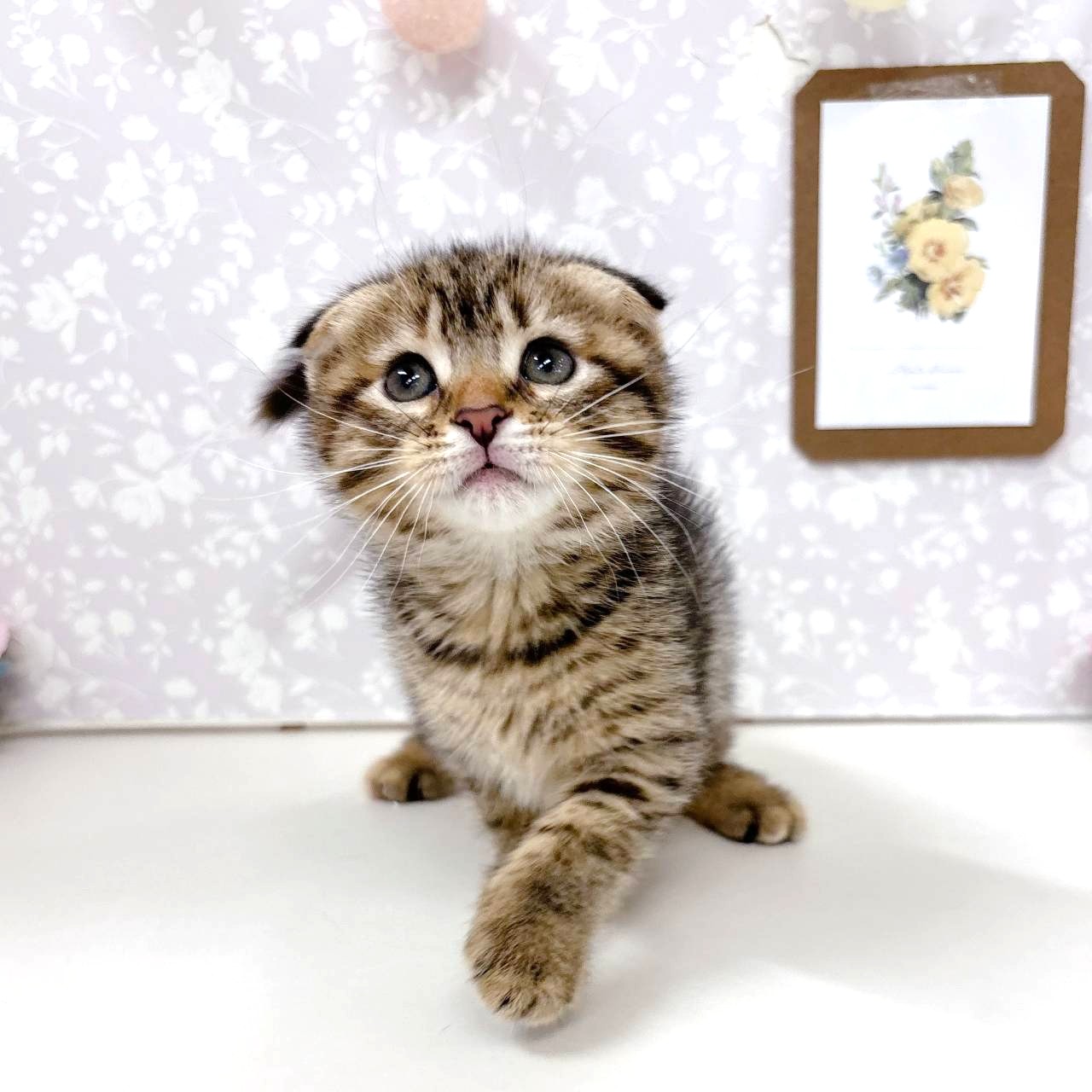 富山県のスコティッシュフォールド (犬の家＆猫の里アミーゴ高岡蓮花寺店/2026年4月20日生まれ/女の子/ブラウンタビー)の子猫の4枚目の画像