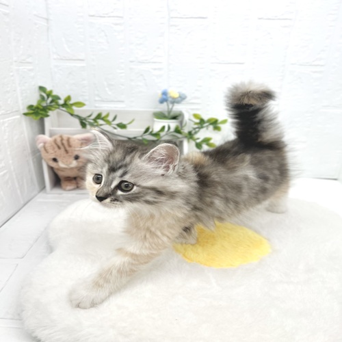 愛知県のサイベリアン (犬の家＆猫の里豊川インター店/2026年4月19日生まれ/女の子/ダイリュートキャリコ)の子猫の4枚目の画像