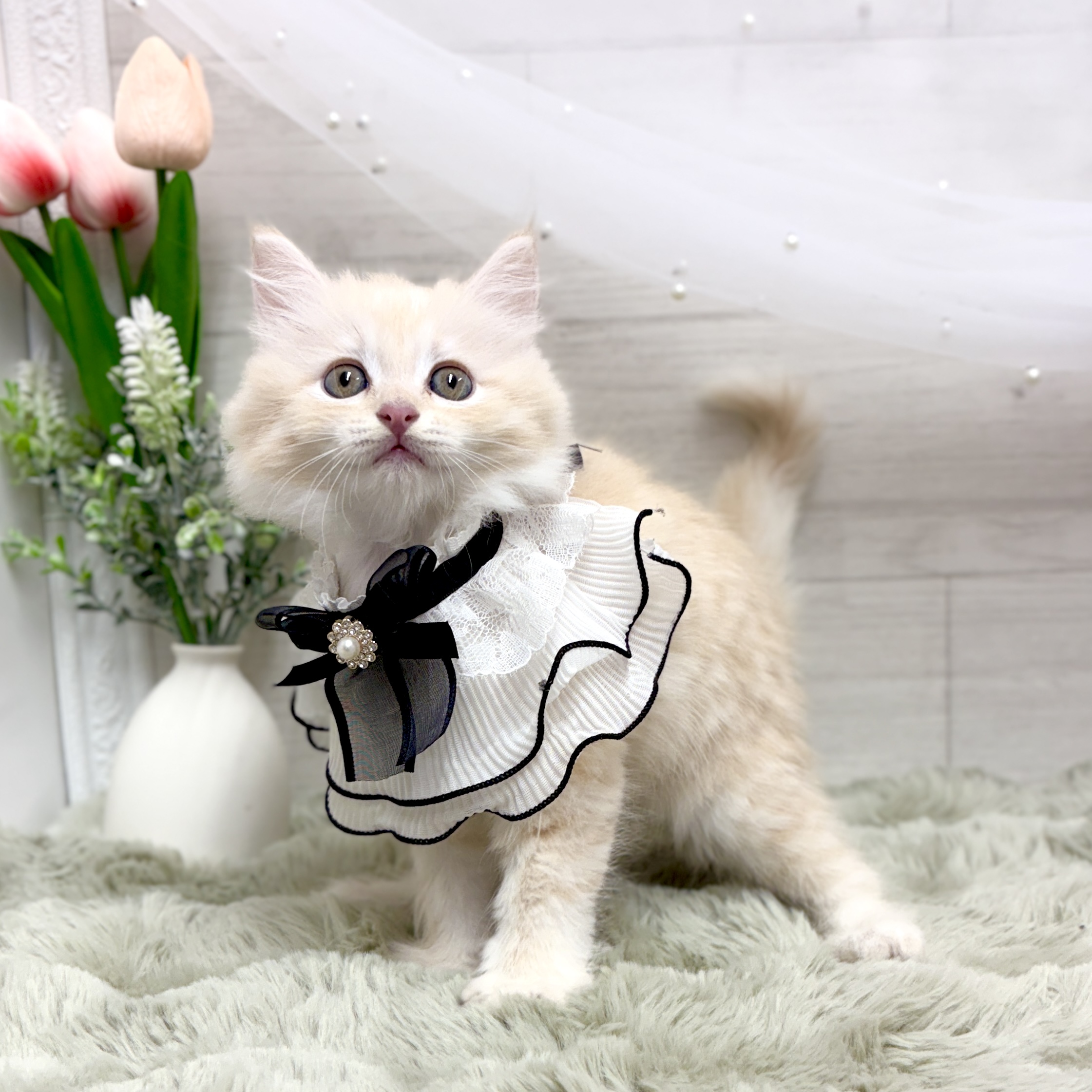 神奈川県のサイベリアン (犬の家＆猫の里相模原店/2026年4月19日生まれ/女の子/クリームタビー)の子猫の4枚目の画像
