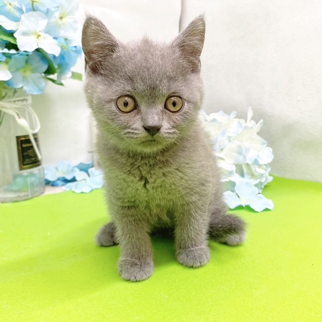 静岡県のブリティッシュショートヘアー (犬の家＆猫の里藤枝店/2026年4月18日生まれ/女の子/ブルー)の子猫の4枚目の画像