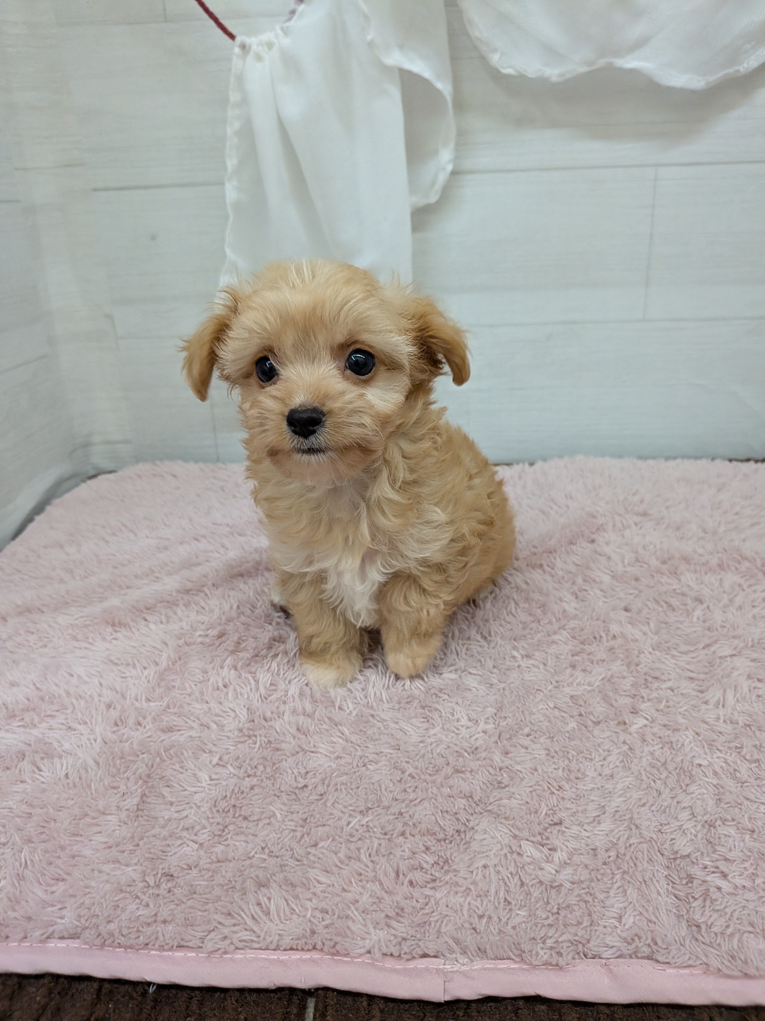 愛知県のチワプー/プーチー(チワワ×プードル) (犬の家＆猫の里碧南店/2026年4月21日生まれ/女の子/アプリコット)の子犬の4枚目の画像
