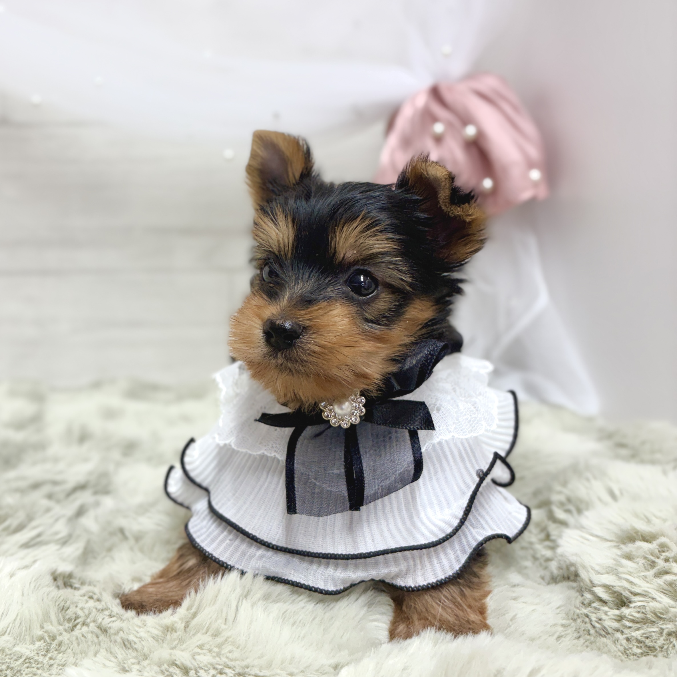 神奈川県のヨークシャーテリア (犬の家＆猫の里相模原店/2026年4月21日生まれ/女の子/スチールブルータン)の子犬の4枚目の画像