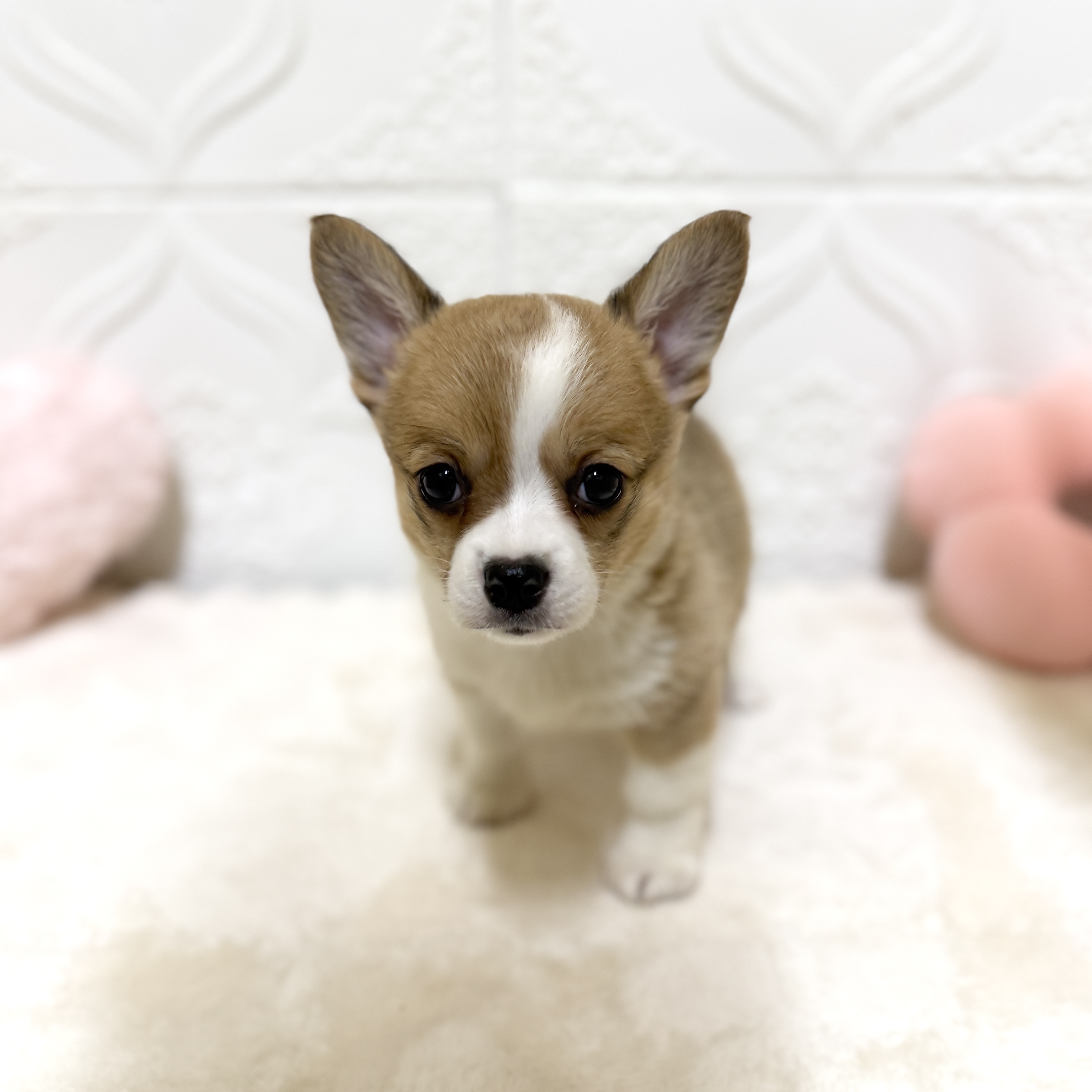 愛知県のチワコーギー(チワワ×コーギー) (犬の家＆猫の里岡崎店/2026年4月16日生まれ/女の子/セーブルホワイト)の子犬の4枚目の画像
