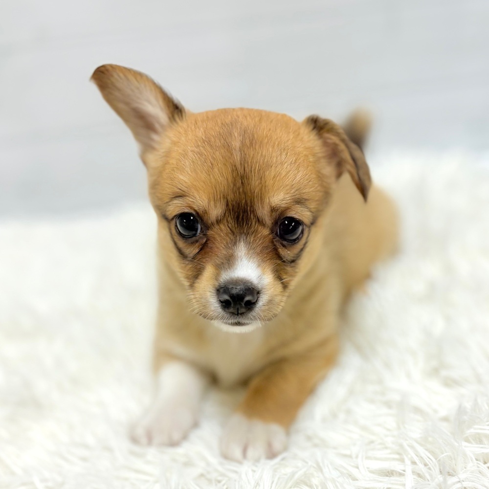 愛知県のチワコーギー(チワワ×コーギー) (犬の家＆猫の里豊田店/2026年4月16日生まれ/女の子/セーブルホワイト)の子犬の4枚目の画像