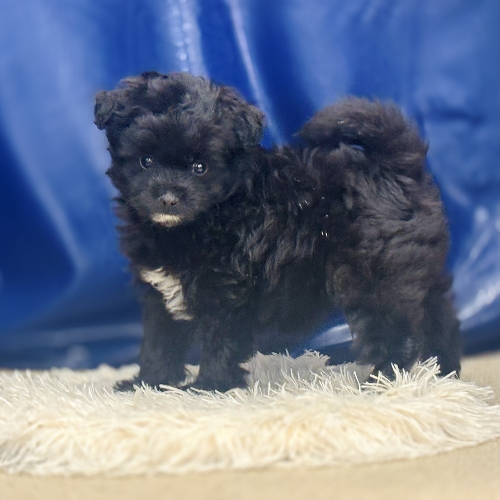 岐阜県のポメプー(ポメラニアン×プードル) (犬の家＆猫の里中津川店/2026年4月21日生まれ/女の子/ブラックホワイト)の子犬の4枚目の画像