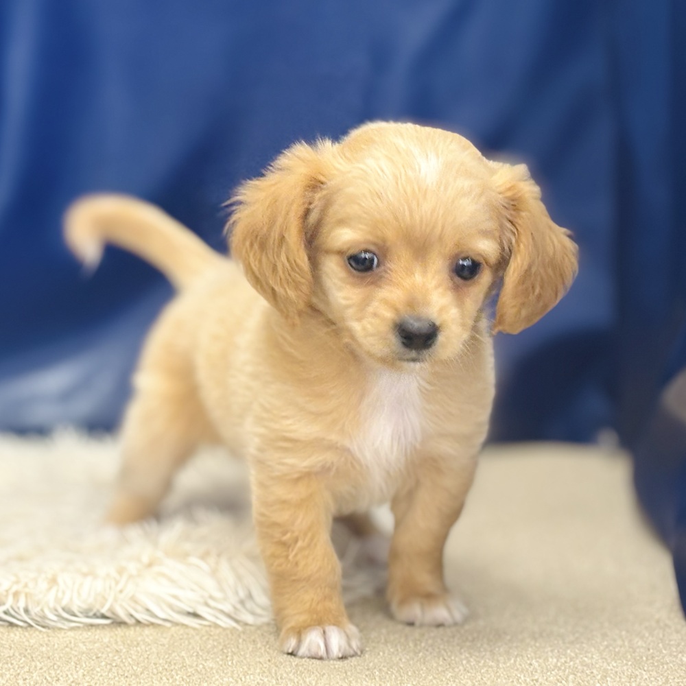 岐阜県のチワックス(チワワ×ダックス) (犬の家＆猫の里中津川店/2026年4月18日生まれ/女の子/クリーム)の子犬の4枚目の画像