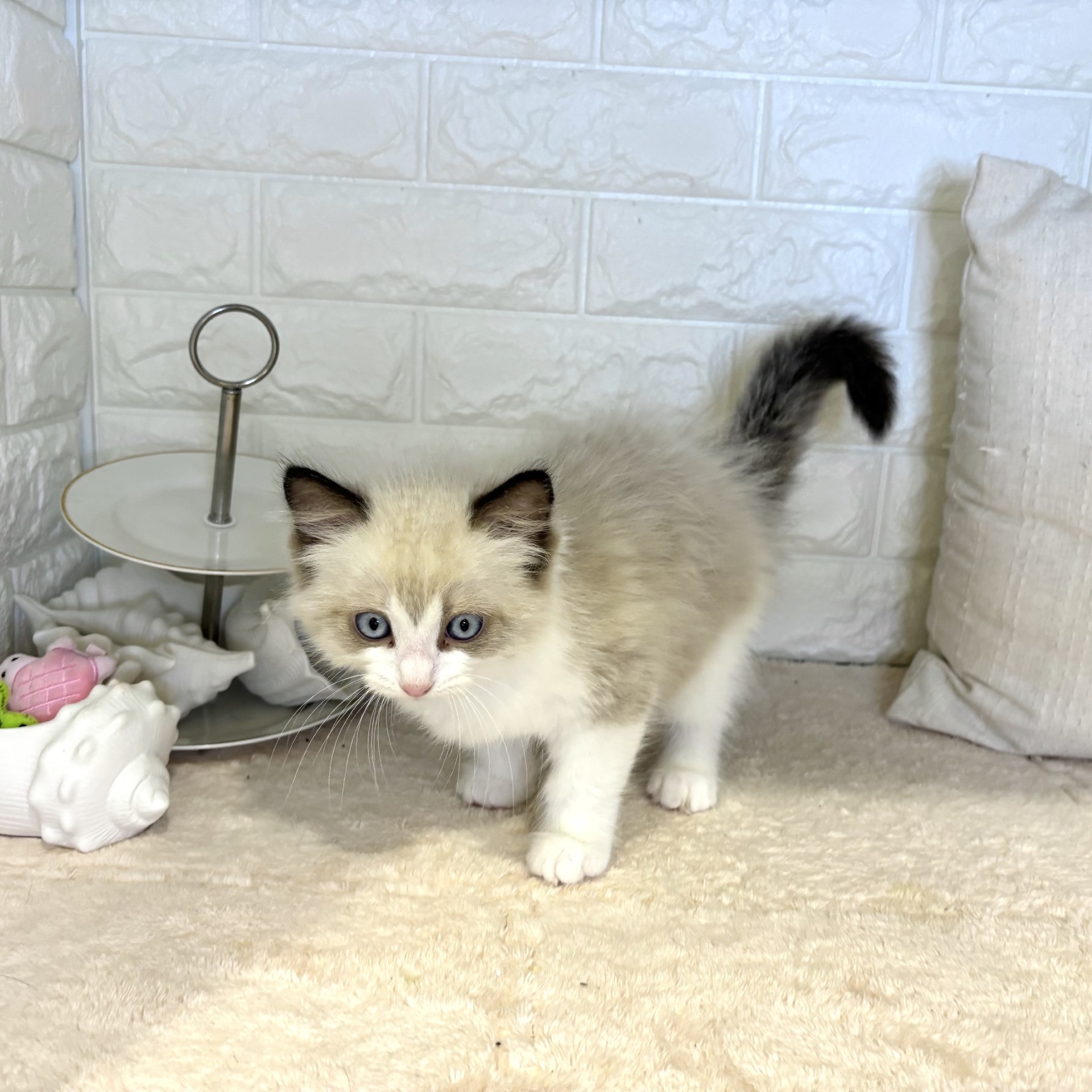 東京都のラグドール (犬の家＆猫の里新宿店/2026年4月17日生まれ/男の子/シールポイントバイカラー)の子猫の4枚目の画像