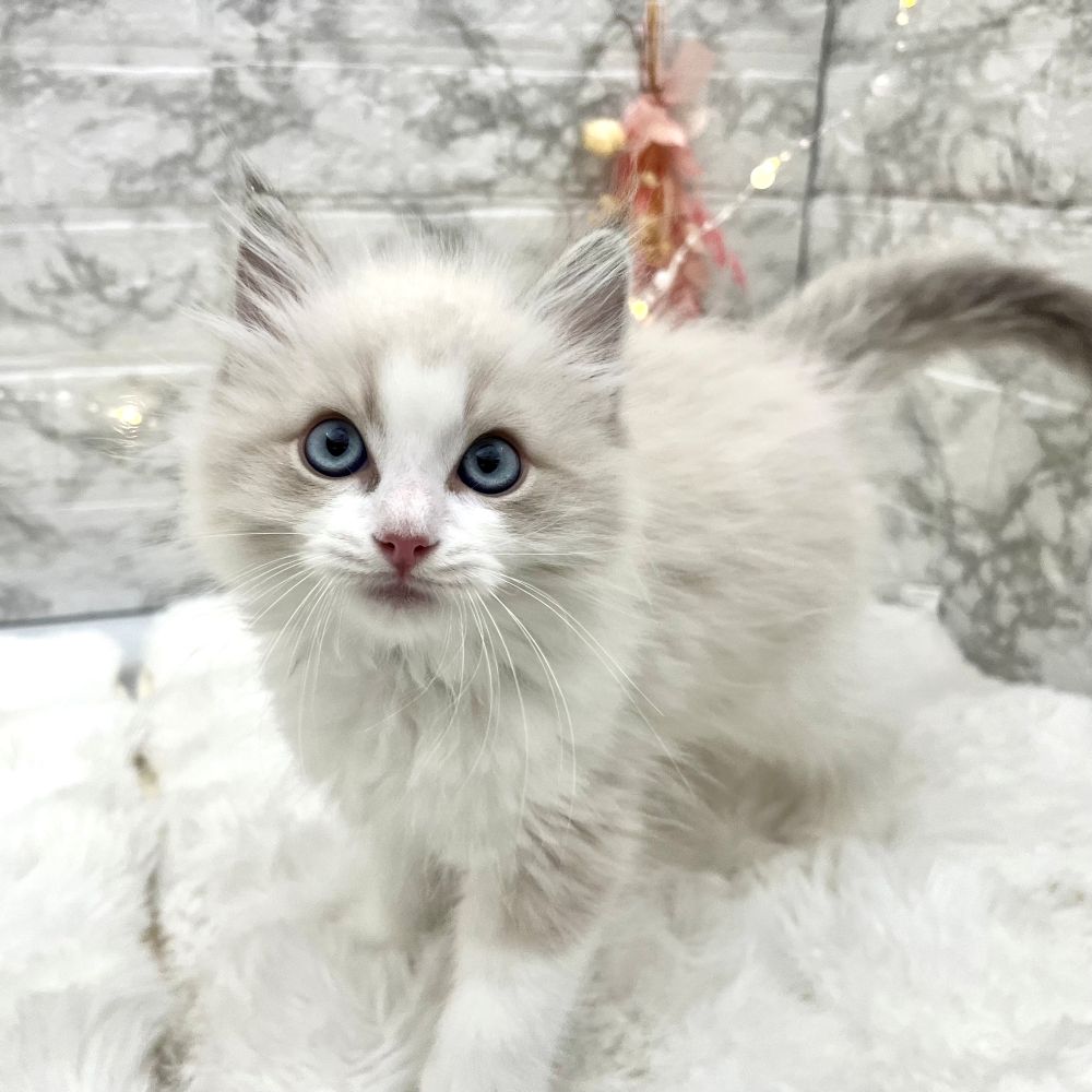 静岡県のラグドール (犬の家＆猫の里MEGAドン・キホーテ袋井店/2026年4月17日生まれ/男の子/ブルーポイントバイカラー)の子猫の4枚目の画像