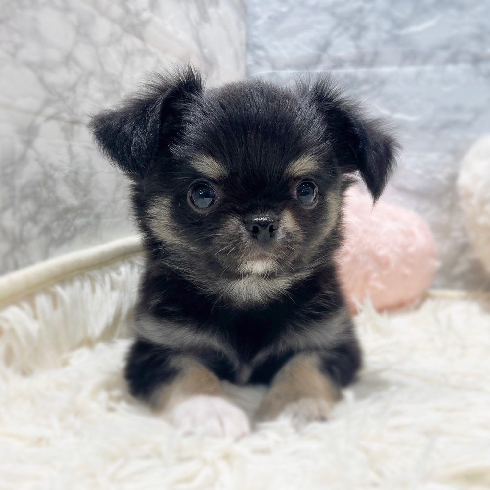 愛知県のチワワ(ロング) (犬の家＆猫の里MiO香久山店/2026年4月21日生まれ/男の子/ブラックタンホワイト)の子犬の4枚目の画像