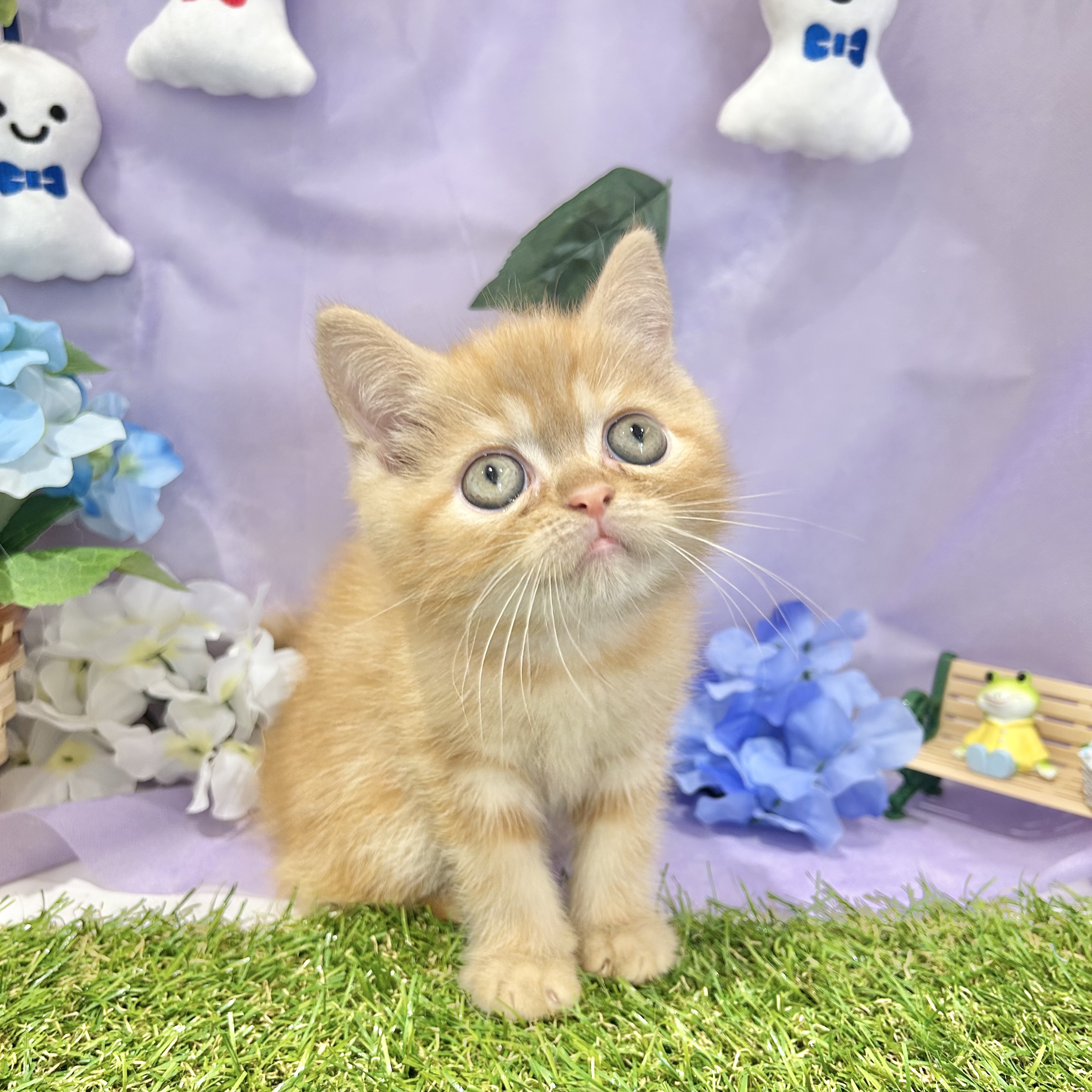 福岡県のエキゾチック (犬の家＆猫の里くりえいと宗像店/2026年4月20日生まれ/男の子/レッドタビー)の子猫の4枚目の画像