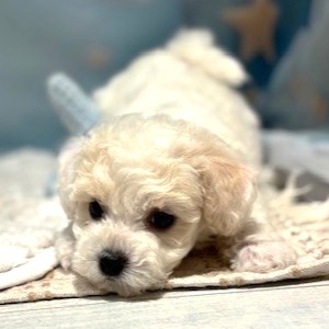福岡県のビションフリーゼ (犬の家＆猫の里トリアス久山店/2026年4月21日生まれ/女の子/ホワイト)の子犬の4枚目の画像