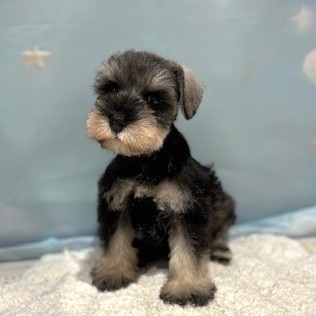福岡県のミニチュアシュナウザー (犬の家＆猫の里トリアス久山店/2026年4月20日生まれ/女の子/ソルトペッパー)の子犬の4枚目の画像