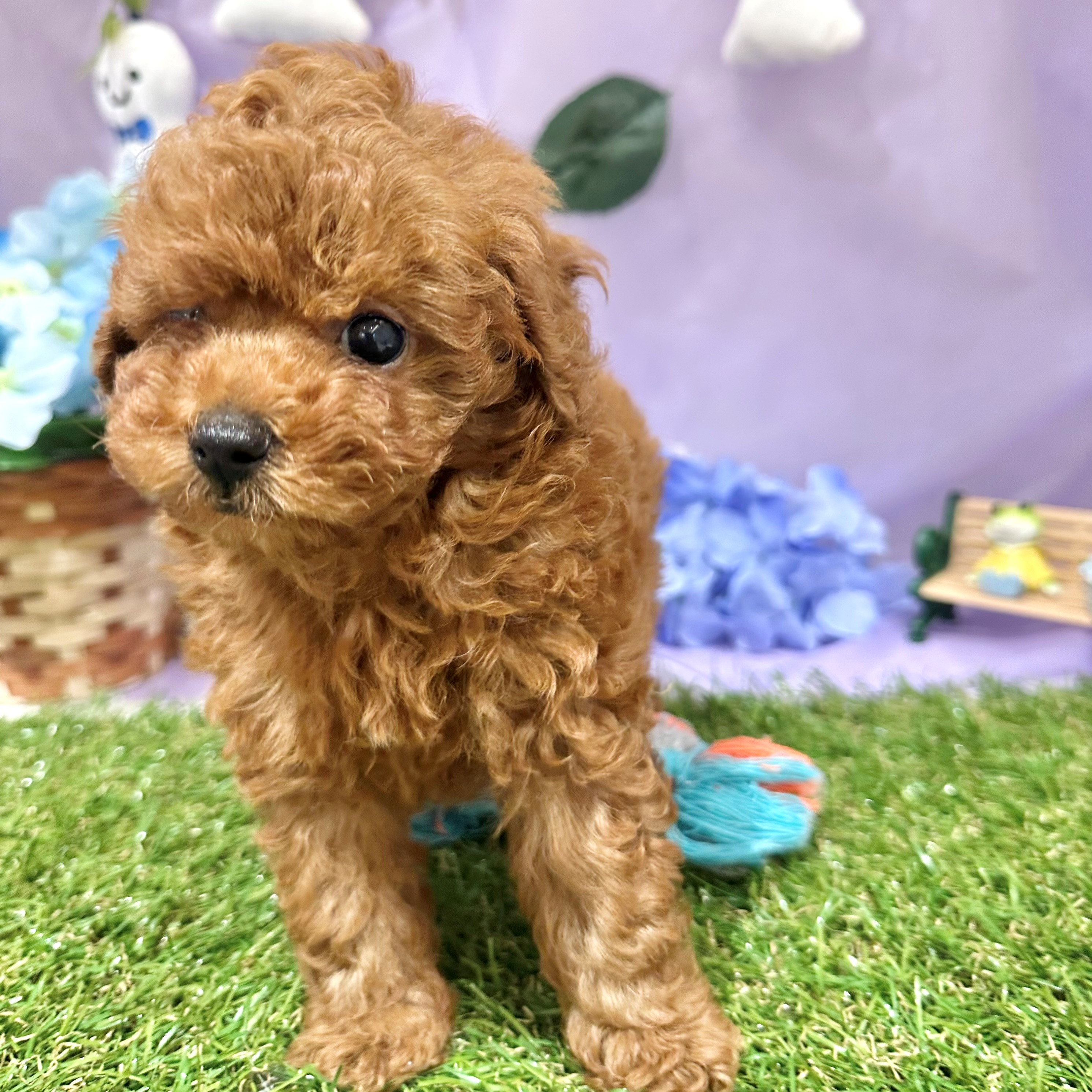 福岡県のトイプードル(トイ) (犬の家＆猫の里くりえいと宗像店/2026年4月20日生まれ/男の子/レッド)の子犬の4枚目の画像