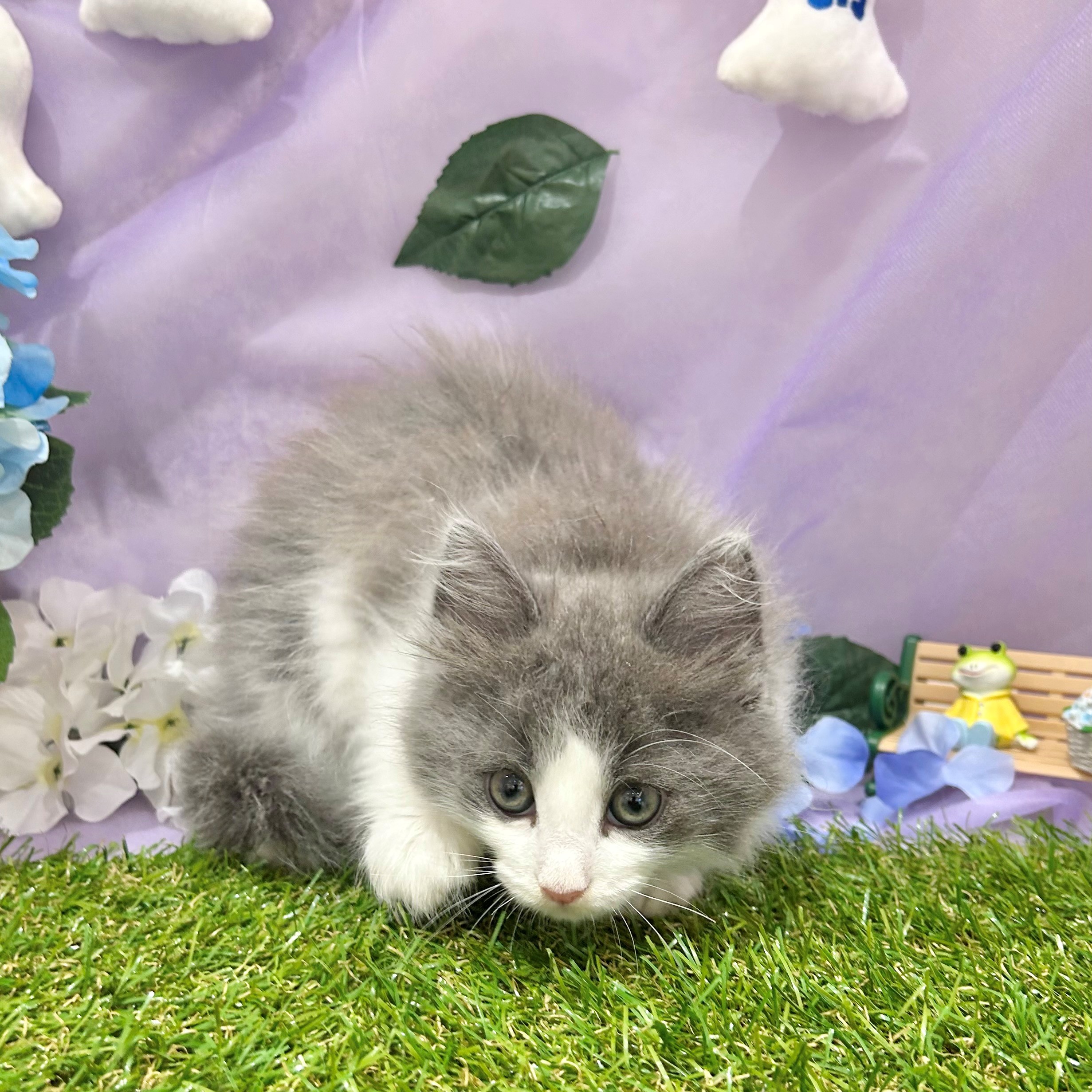 福岡県のノルウェージャンフォレストキャット (犬の家＆猫の里くりえいと宗像店/2026年4月19日生まれ/男の子/ブルータビーホワイト)の子猫の4枚目の画像