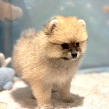 福岡県のポメラニアン (犬の家＆猫の里トリアス久山店/2026年4月20日生まれ/女の子/クリームセーブル)の子犬の4枚目の画像
